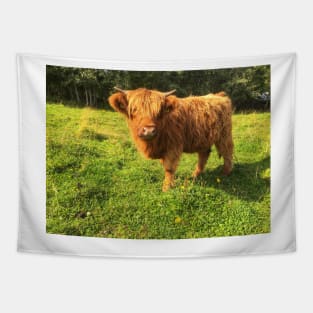 Scottish Highland Cattle Calf 2085 Tapestry