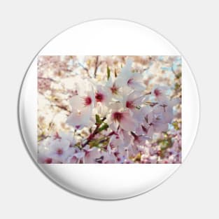 cherry tree blooming Pin