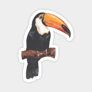 Toucan Magnet