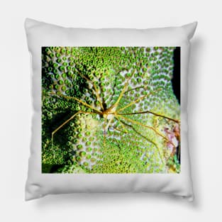 Arrow Crab on Green Star Coral Pillow