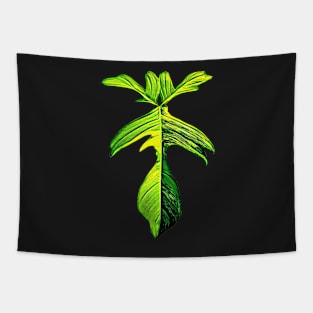 PHILODENDRON FLORIDA BEAUTY VARIEGATED Tapestry