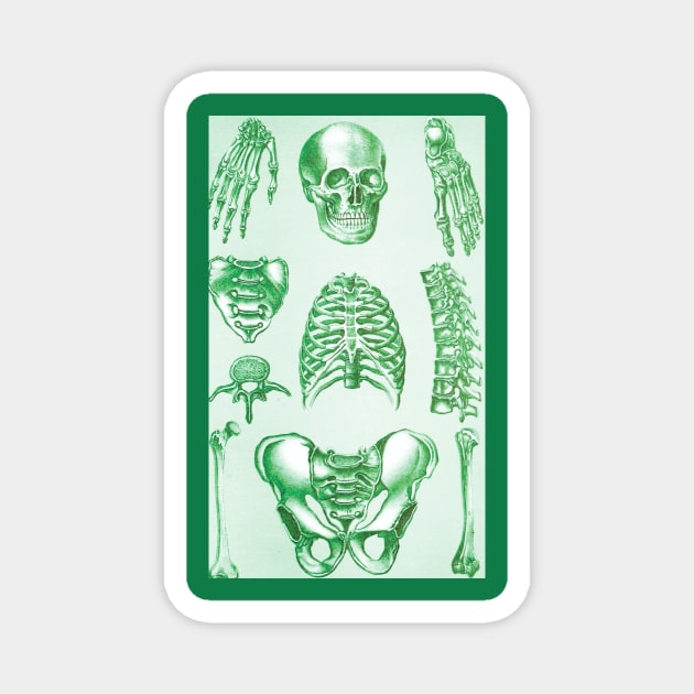 Poor Man's X-Ray Green Skeleton Magnet by Star Scrunch