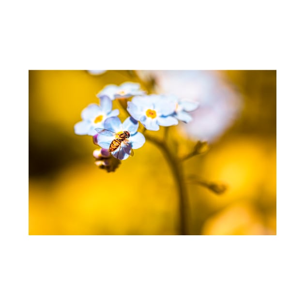 Calligrapher fly on forget-me-nots by blossomcophoto