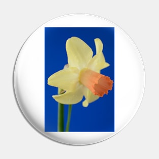 Narcissus  &#39;Prototype&#39;   Division 6 Cyclamineus Daffodil Pin