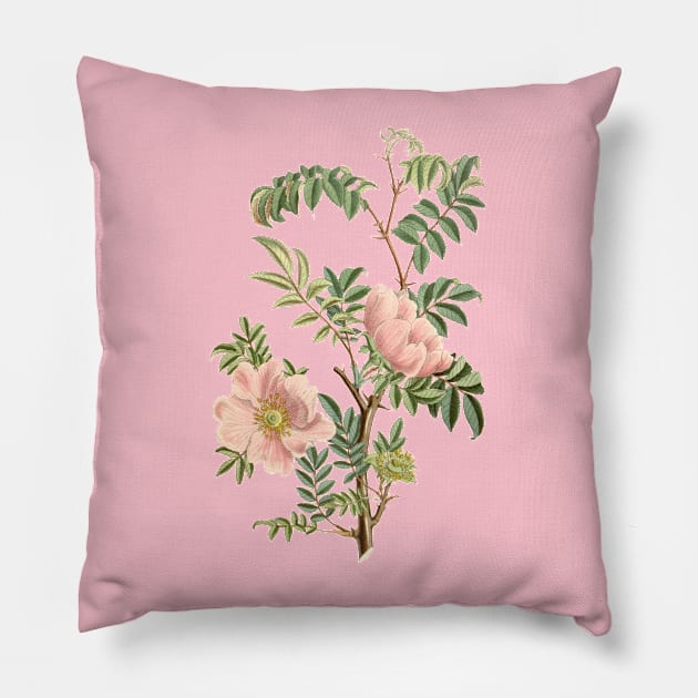 Wild Rose Flower Vintage Botanical Illustration Pillow by Biophilia