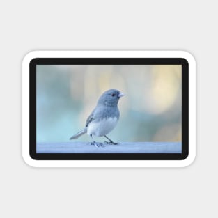 Junco Magnet