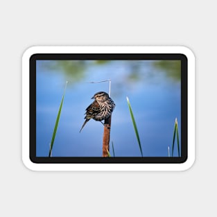 Female Black Bird Perched on a Reed Magnet