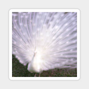 Glowing White Peacock Magnet