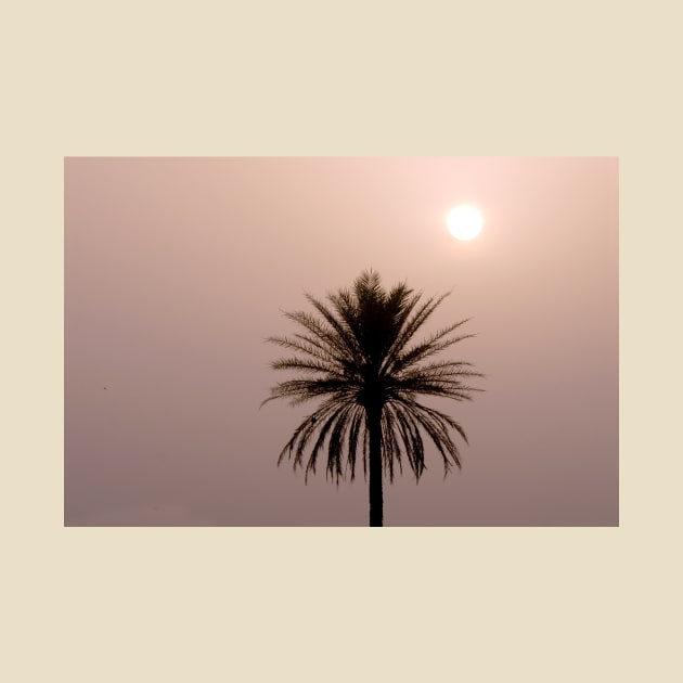 Misty Sunrise with Palm Tree by oknoki
