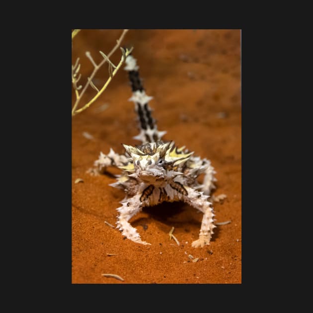 Thorny Devil, Outback Australia by AndrewGoodall