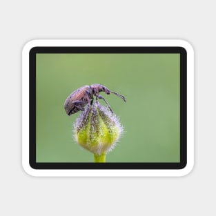 Nettle Weevil on Buttercup Bud Magnet