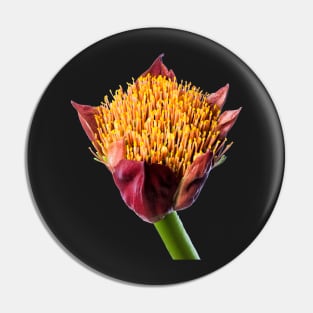 Paintbrush Lily (Scadoxus) in Flower Pin