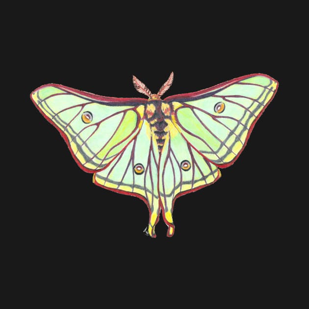 Luna Moth by Tinker and Bone Studio