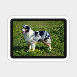 Australian Shepherd Magnet