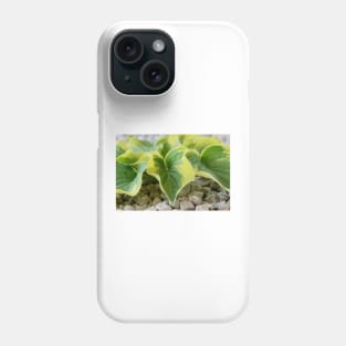 Hosta  &#39;Wide Brim&#39;  Plantain lily Phone Case