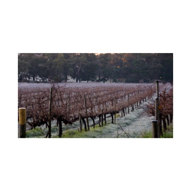 Frosty in the Vines - Adelaide Hills - Fleurieu Peninsula by South Australian artist Avril Thomas by MagpieSprings