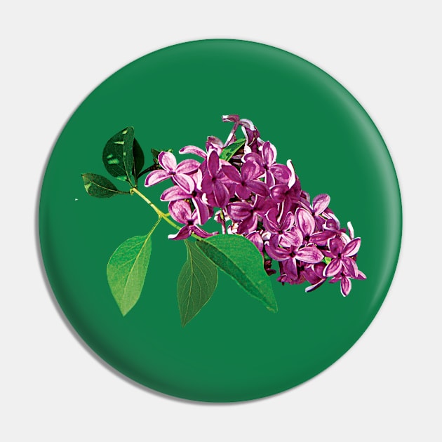 Lilacs - Small Cluster of Pink Lilacs Pin by SusanSavad