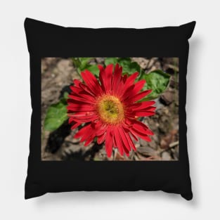 Red Gerber Daisy 2 Pillow