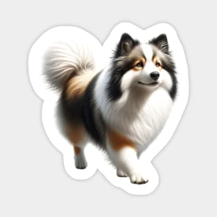 Icelandic Sheepdog Magnet