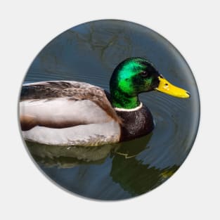 Mallard. Pin