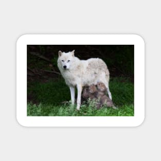 Remus and Romulus - Arctic Wolf Magnet