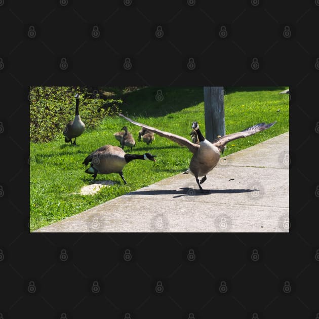 Canada Goose Honking At Other Goose, Wings Spread by BackyardBirder