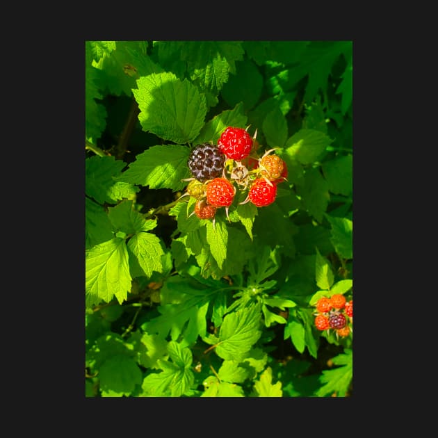 Wild Black Raspberries by etherealwonders