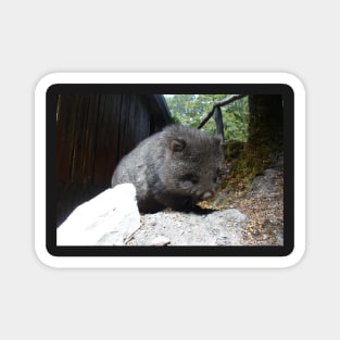 Cute Wombat Magnet