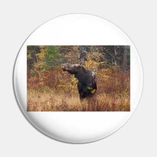 Shy - Canadian Moose - Algonquin Park, Canada Pin