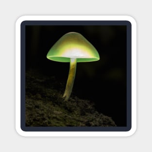 Illuminating Mushroom Magnet