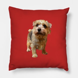 Norfolk Terrier Pillow