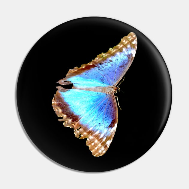 Morpho Butterfly on black Pin by Wolf Art / Swiss Artwork Photography