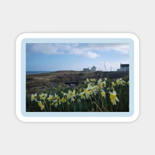 Seaton Sluice Harbour Daffodils Magnet