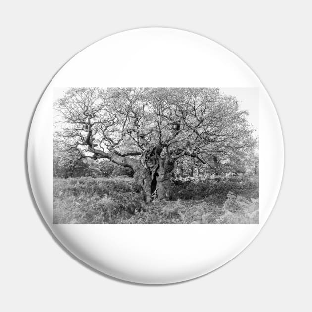 Royal Oak, Richmond Park Pin by GrahamPrentice