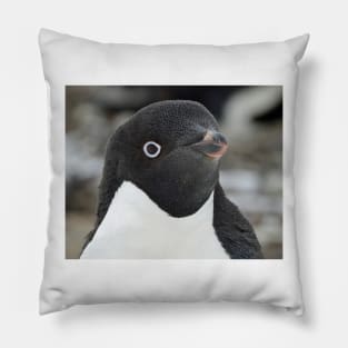 Curious Penguin Pillow