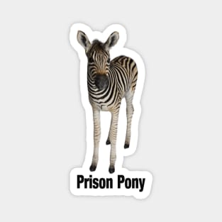 Zebra is a Prison Pony Magnet