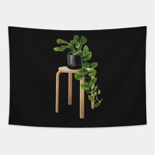 Philodendron hederaceum Tapestry