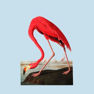 John J, Audubon Greater Flamingo T-Shirt