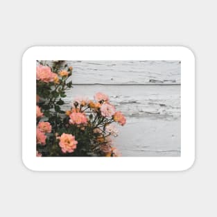 Vintage Pink Roses with Rustic Background Magnet