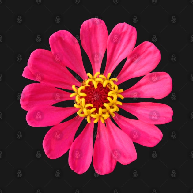 colorful pink zinnia, flower, blooms, flowers by rh_naturestyles