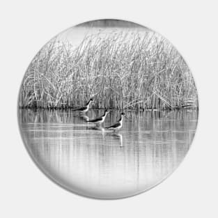 Black-necked Stilts in black and white. Pin