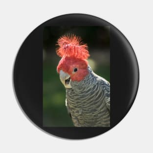 Gang Gang Cockatoo Pin