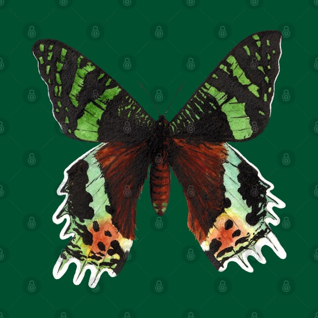 Urania ripheus butterfly by Savousepate