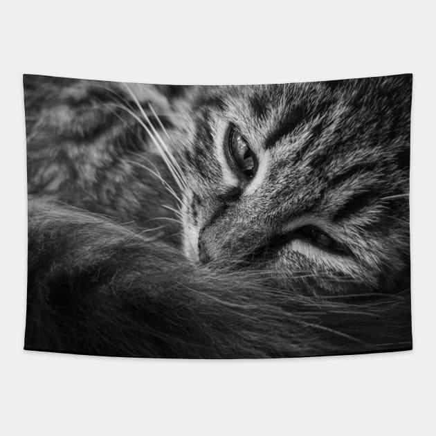 moody kitten b&w Tapestry by psychoshadow