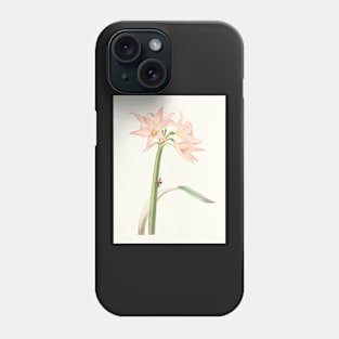 Netted-veined amaryllis - Hippeastrum reticulatum - botanical illustration Phone Case