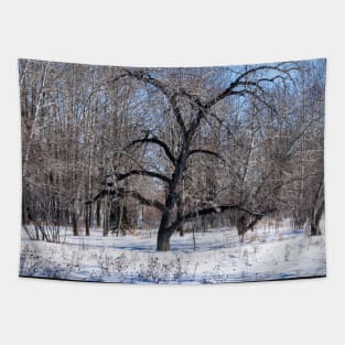 Bur Oak tree. Tapestry