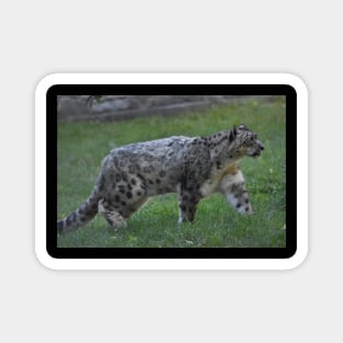Snow Leopard Magnet
