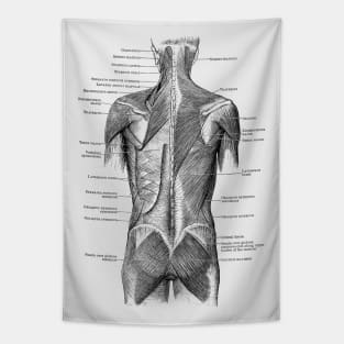 Human Muscular System - Back and Glutes - Vintage Anatomy Tapestry