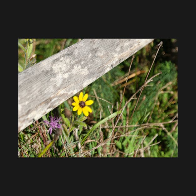 Pastel effect small bright yellow flower in field under rustic wooden fence rail.  imagine this on a  card or as wall art fine art canvas or framed print on your wall by brians101