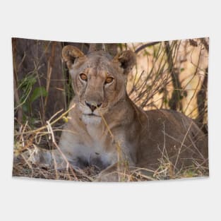 Lioness in the shade Tapestry